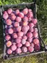 Продавам  сливи , снимка 3