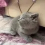 Британски късокосмести котенца!, снимка 3