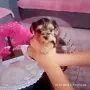 Свободно женско йорки, снимка 5