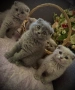 Малки клепоухи пухчета , снимка 5
