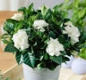 Гарденията (Gardenia jasminoides), снимка 4