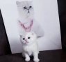 ТОП ГЕРГЬОВДЕНСКА ЦЕНА.ЕЛИТНИ КОТЕНЦА, снимка 1