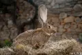 Белгийски Великан , снимка 1