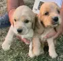 Английски кокер шпаньол, снимка 1