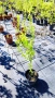 Къдрава върба ‘Тортуоса’, (Salix matsudana ‘Tortuosa’), снимка 8