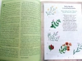 Баба Мравка и лечебните билки - Галена Върбева, снимка 3
