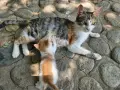 4 малки котенца, снимка 5