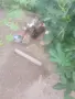 Патици намират се до Пазарджик, снимка 1