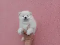 Момченце. Померанче, снимка 2