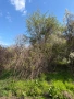 парцел в село Тошевци, Видинско, снимка 2