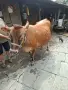 Юница "Джерсе". , снимка 15