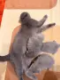 шотландска клепоуха, снимка 4