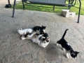 Подарявам малки игриви котенца, снимка 5