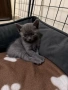 Британски късокосмести котета , снимка 5