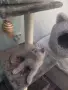Шотландски клепоухи и британски късокосмести бебета котенца , снимка 4