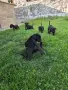 Кане Корсо на 2 месеца, снимка 3
