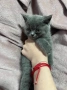 малка британска принцеса, снимка 12
