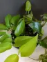 Епипремнум 'Марбел Квин'/'Marble Queen' и епипремнум 'Неон'/'Neon' , снимка 1