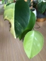 Monstera Marmorata Tricolor , снимка 2