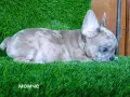 Булдоци сладурковци, снимка 3