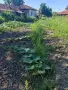парцел в гр. Златарица 1080 m2, снимка 3