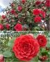 Камелия - Червена , снимка 2