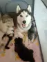 Две мъжки кученца хъски, снимка 8