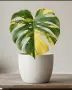 Monstera Yellow Marilyn Variegata, снимка 2