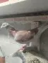 Продавам пощенски гълъби , снимка 2