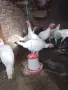 продавам пуйки., снимка 2