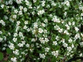 Котонеастър Дамери Мажор, Cotoneaster Dammeri Major, снимка 6