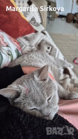 коте за осиновяване, снимка 5 - Други - 54683571