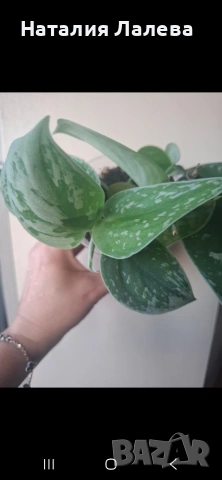 Сциндапсус, Scindapsus pictus Silvery Ann