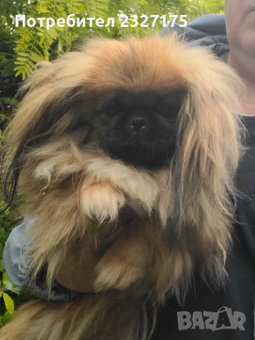 Пекинези, снимка 6 - Пекинез - 25815187