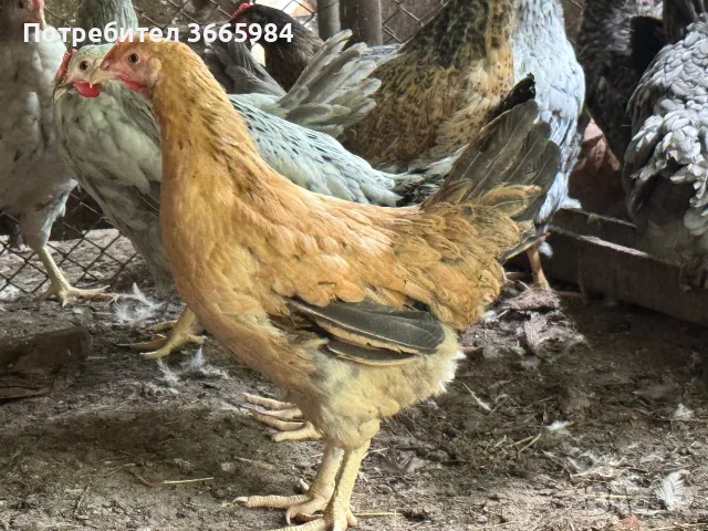 Ярки за месо и яйца, снимка 2 - Кокошки и пуйки - 55402891