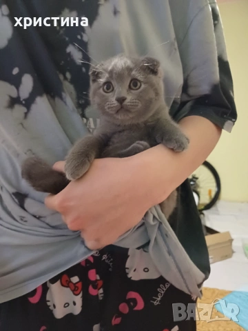 Шотландско клепоухо 