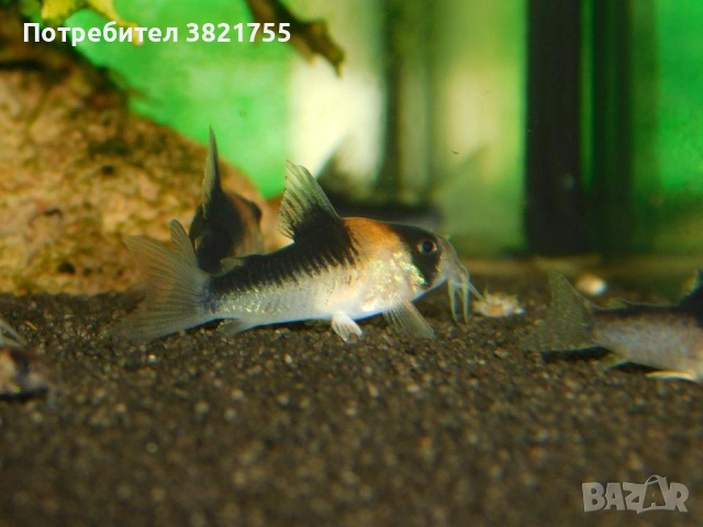 Сомче, сомче corydoras duplicareus, снимка 5 - Рибки - 55246434