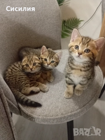 Шотландски котенца