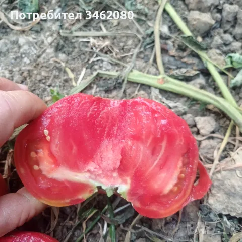 Продавам Розов домат, снимка 14 - Разсади - 55340415