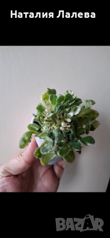 Мини сентполия, wesley's little monster, снимка 3 - Стайни растения - 54052030