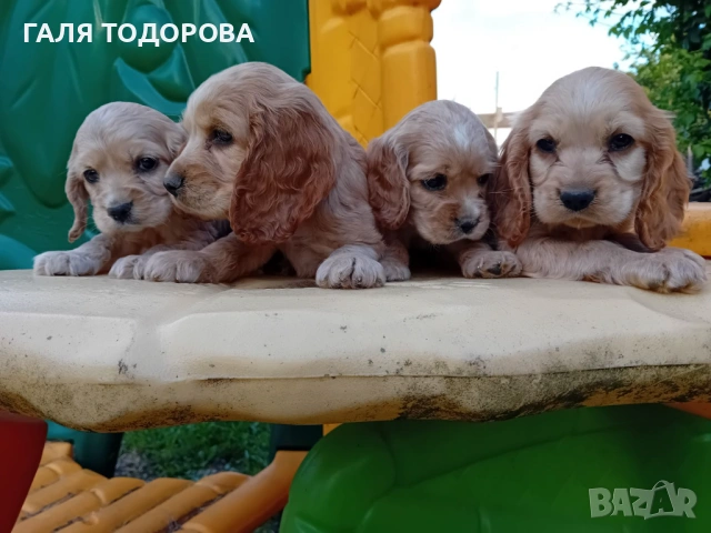 Английски кокер шпаньол, снимка 3 - Кокер шпаньол - 54722890