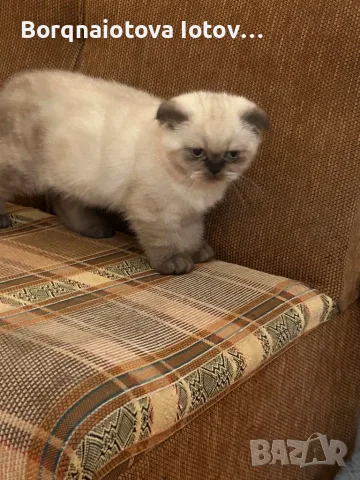 Малки шотландски котенца, снимка 5 - Британска късокосместа - 55465853