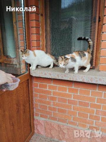 Подарявам две котки