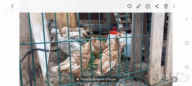 продавам пуйки , снимка 2 - други­ - 54972712