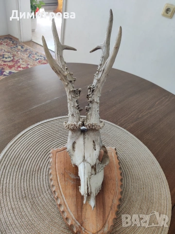 Ловен трофей 