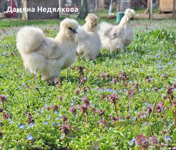 оплодени яйца от копринки , снимка 4 - Кокошки и пуйки - 54190833