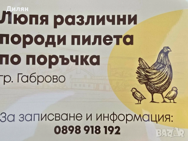 Люпя различни породи пилета по поръчка  