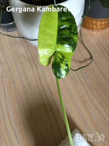 Philodendron Burle Marx Variegata , снимка 2 - Стайни растения - 54668522