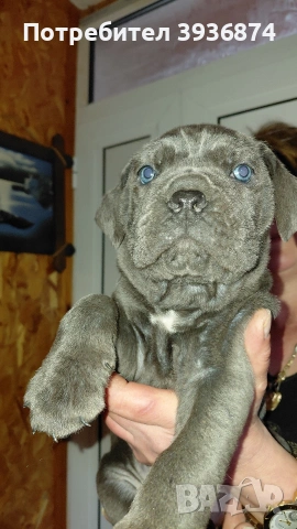 Кане корсо, снимка 2 - Кане корсо - 53960474