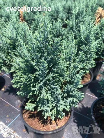 Chamaecyparis lawsoniana ‘Ellwoodii’ (Лъжекипарис ‘Елвуди’